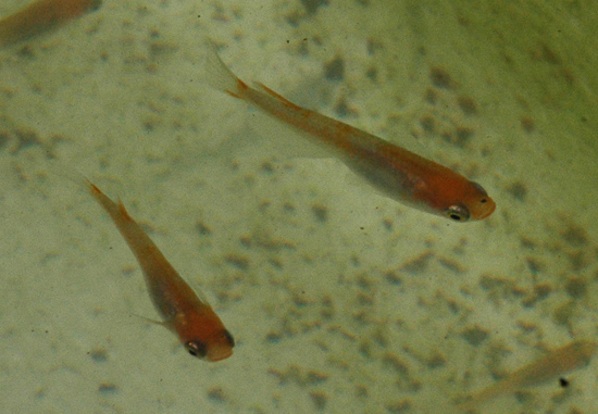 e0097534_9383213.jpg