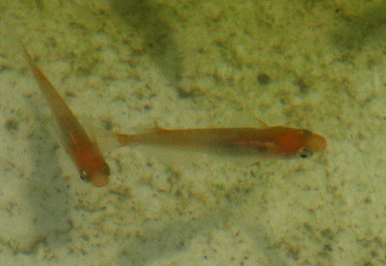 e0097534_938409.jpg