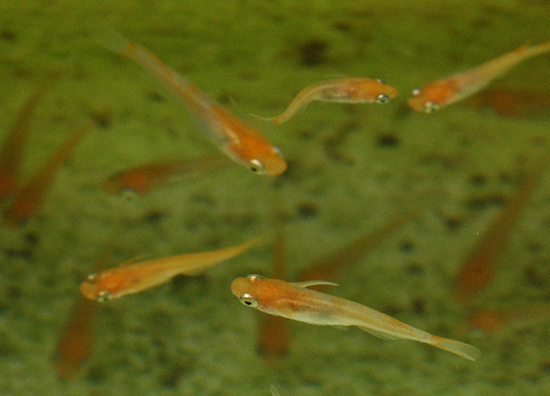 e0097534_9385650.jpg