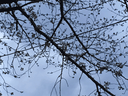 e0203037_1991694.gif