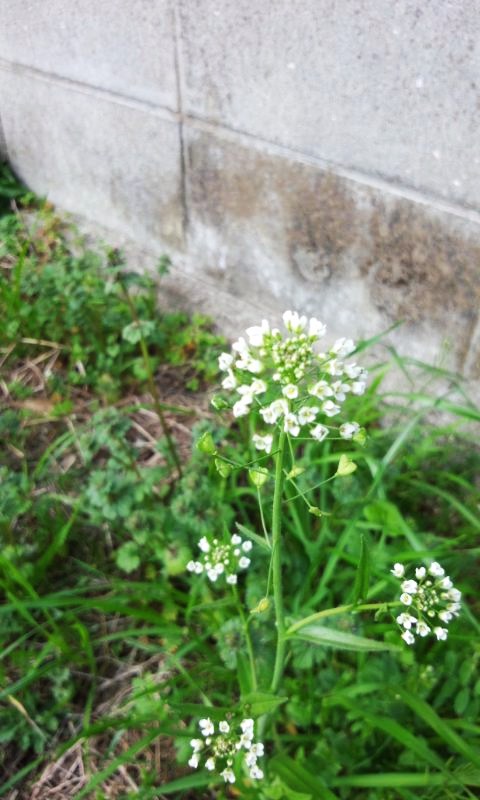 f0195259_17455589.jpg