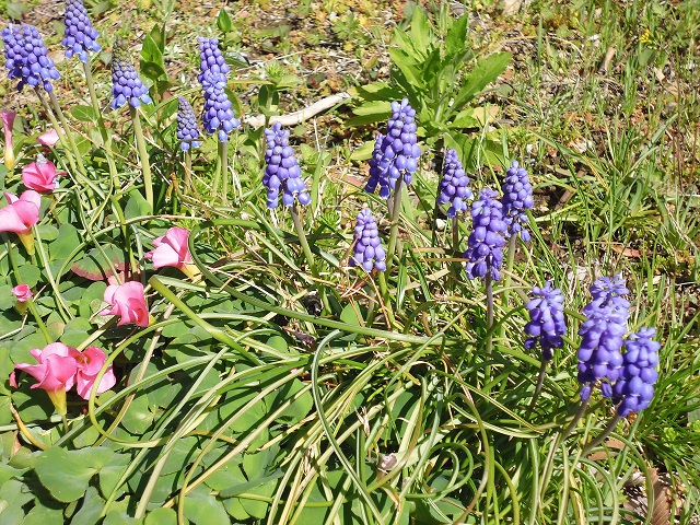 d0083472_11431460.jpg