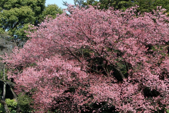 a0127090_21194947.jpg