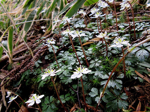 a0164011_11105146.jpg
