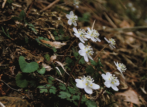 a0164011_1111255.jpg