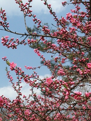 b0080027_2333151.jpg