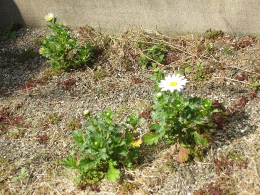 f0002833_17432565.jpg