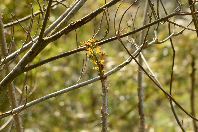 b0288942_11112067.jpg