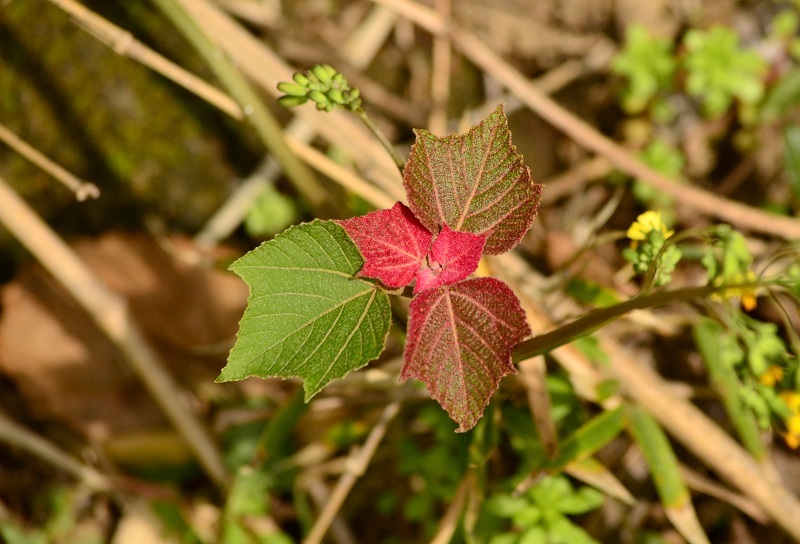 b0288942_11165067.jpg