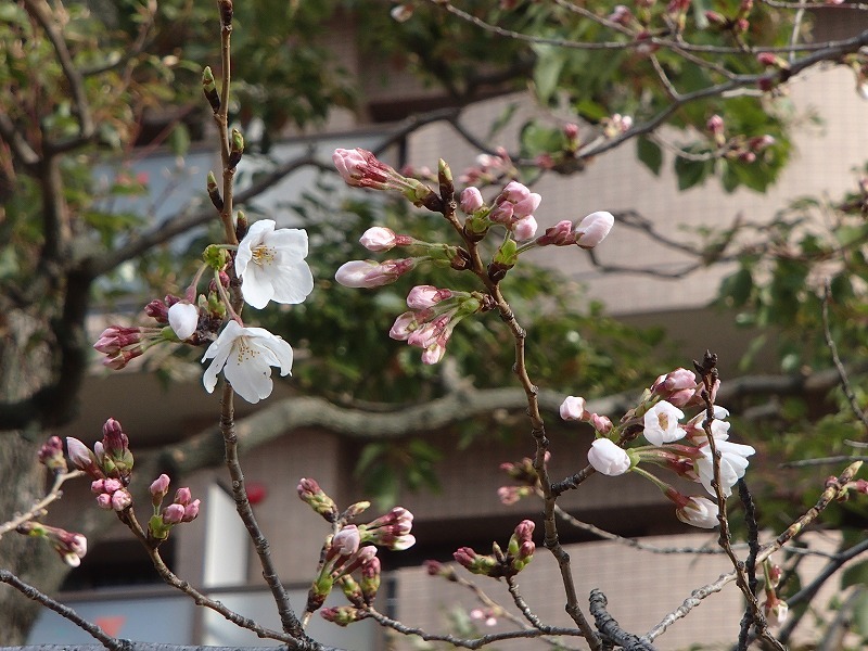 b0044663_12593312.jpg