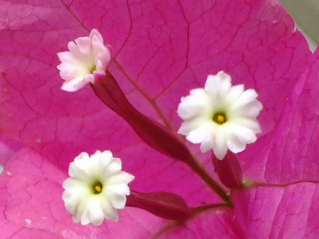 e0145782_17294725.jpg