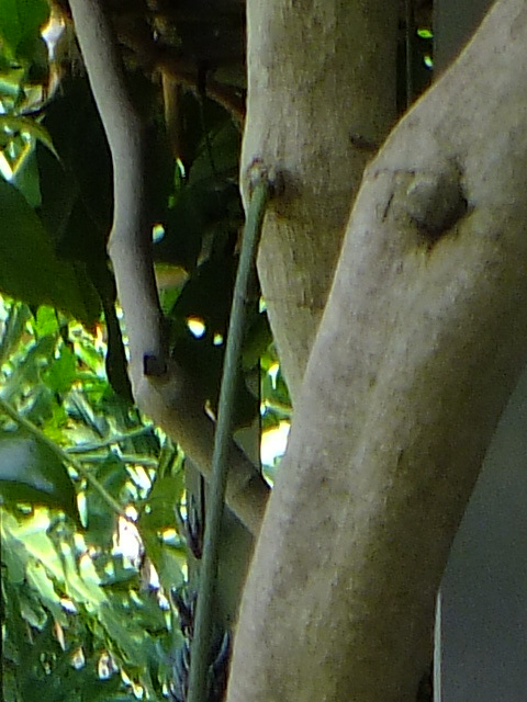 e0145782_17422675.jpg