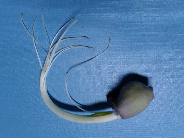 e0145782_17442424.jpg