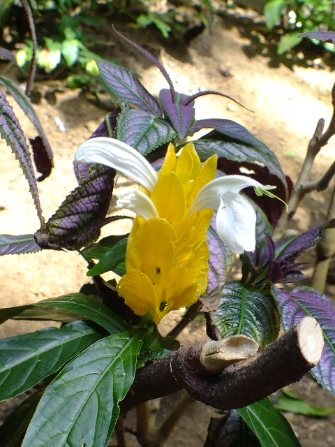 e0145782_1746997.jpg