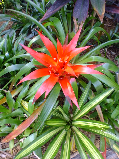 e0145782_1748530.jpg