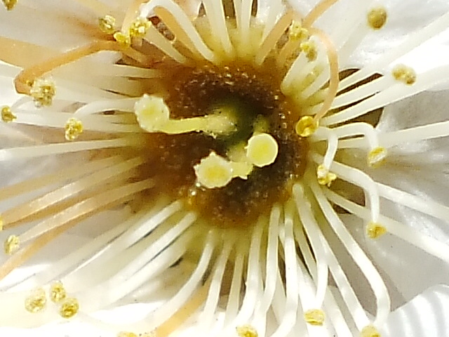 e0145782_17514291.jpg