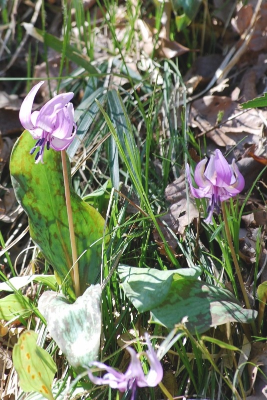 e0025300_1775386.jpg