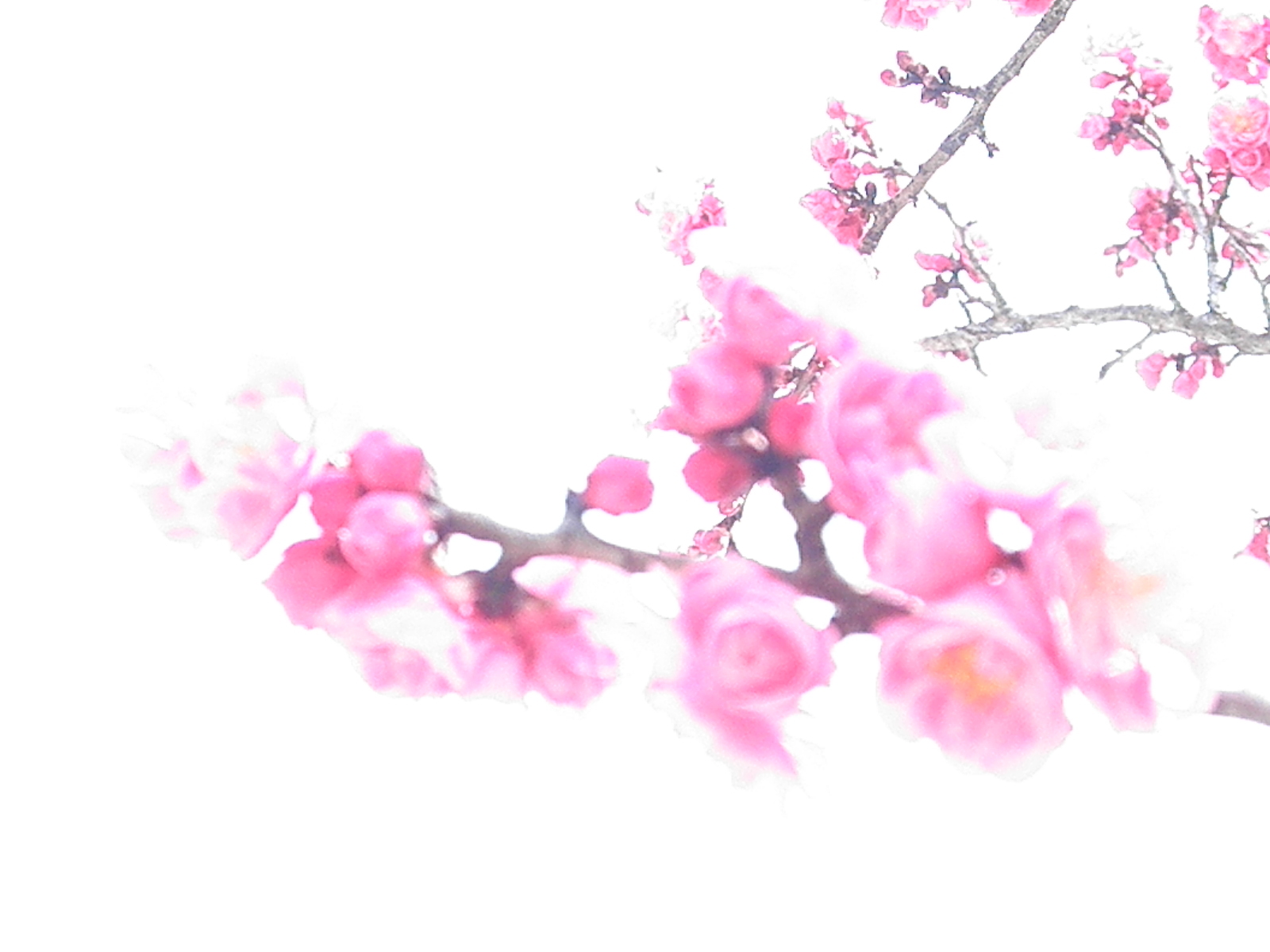 b0243152_10451227.jpg