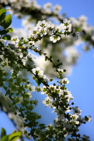 a0248459_18370891.jpg