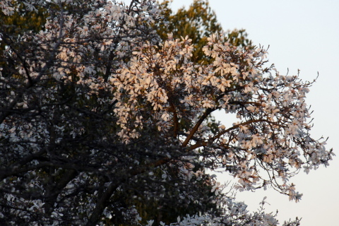 a0248459_18385069.jpg
