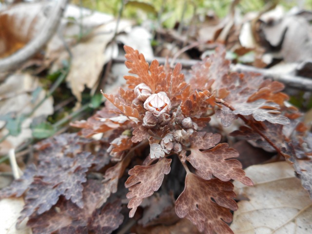 f0357487_2234627.jpg