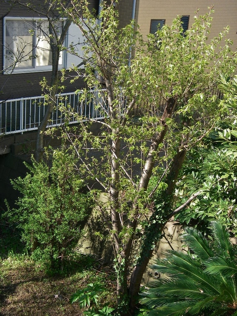 d0046294_8223251.jpg