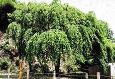 e0125014_10565499.jpg