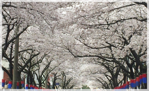 a0115924_20001324.png