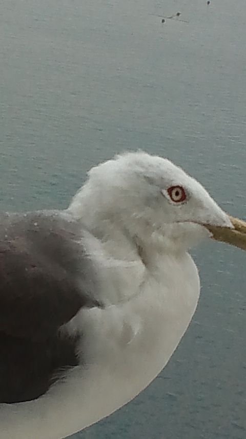 e0063270_15555260.jpg