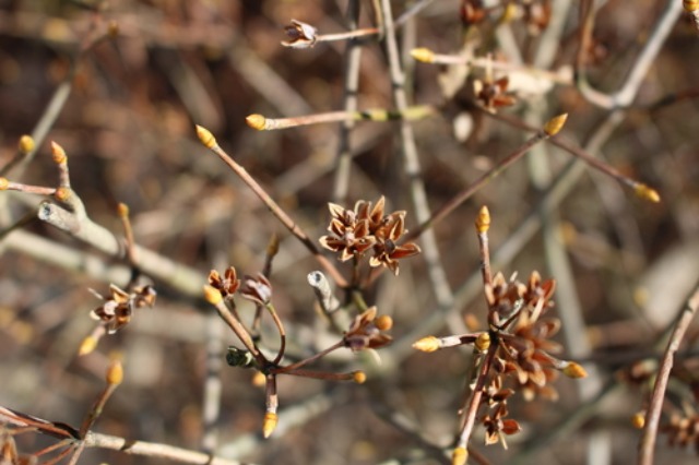 c0178009_11361732.jpg