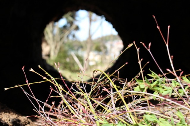 c0178009_11372770.jpg