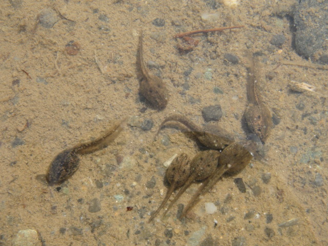 f0231709_1741102.jpg