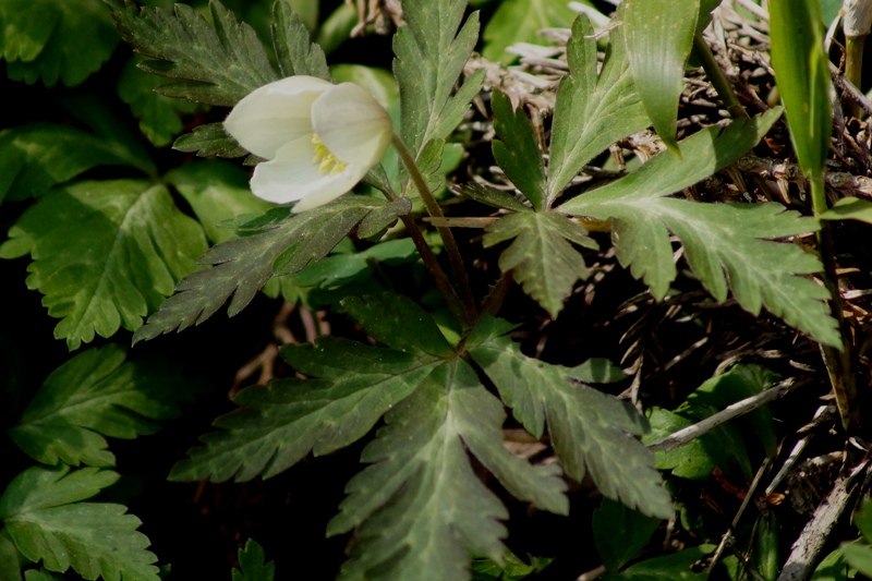 c0042418_8255259.jpg