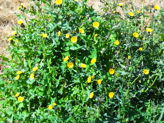 e0016828_12273324.jpg