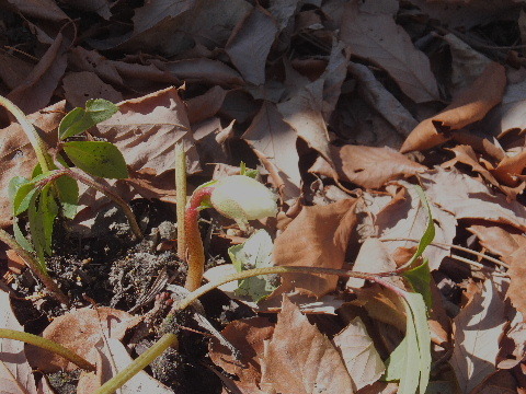 e0088260_10182654.jpg