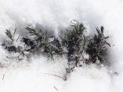 e0088260_10183466.jpg