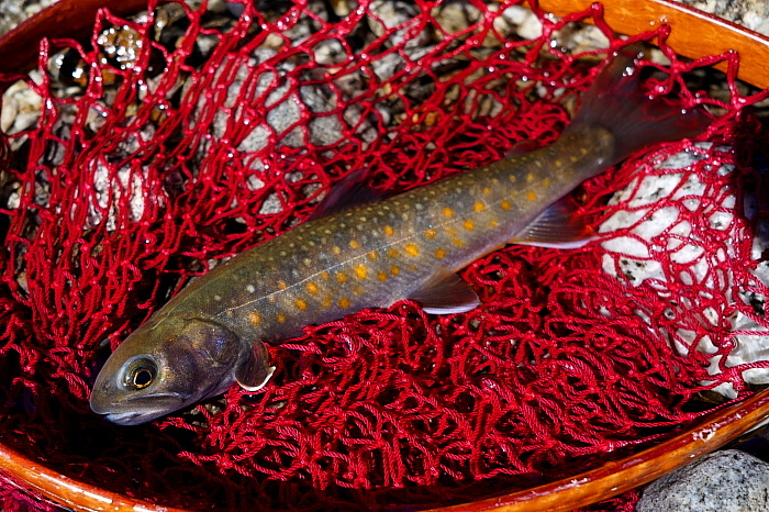 c0339900_1131116.jpg