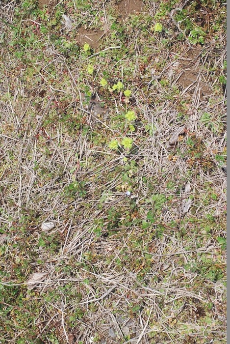 e0025300_1739223.jpg