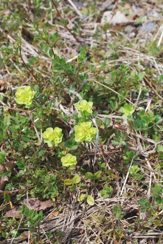 e0025300_17404835.jpg