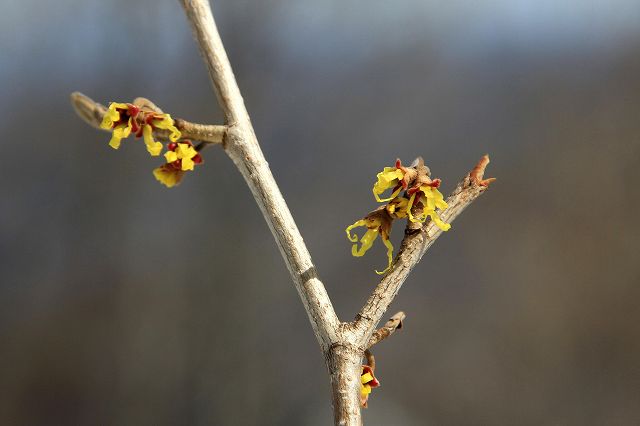 e0137200_20153681.jpg