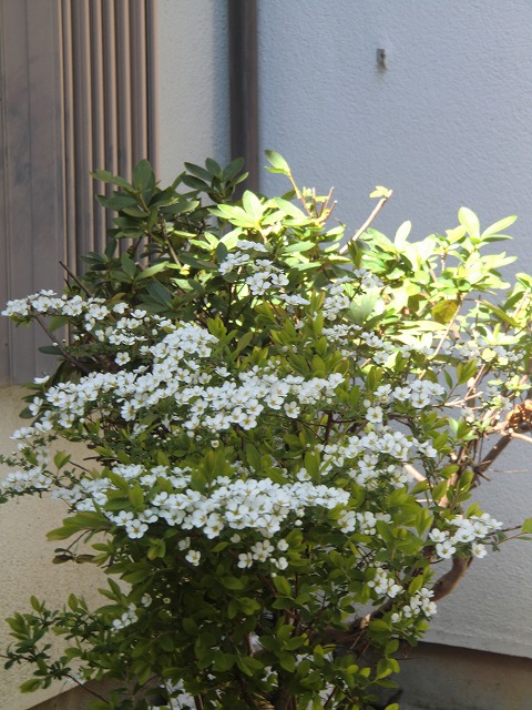 a0006033_14592913.jpg