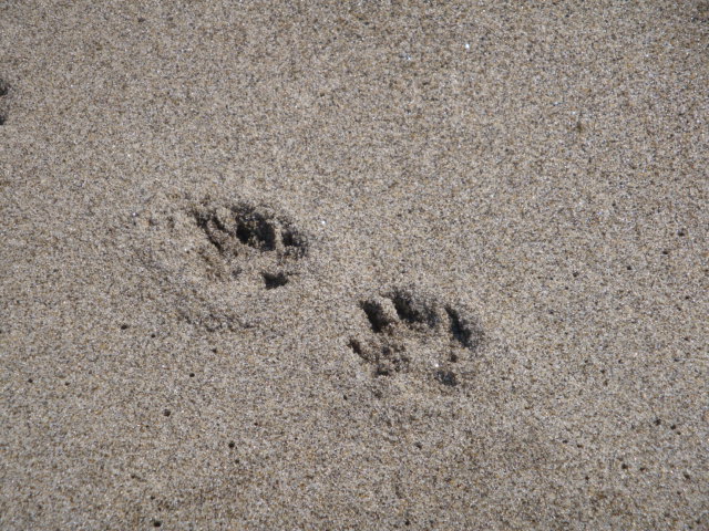 e0158841_12132539.jpg