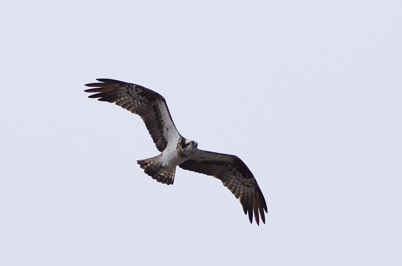 a0338085_1525924.jpg