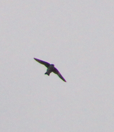 c0139591_15174277.jpg