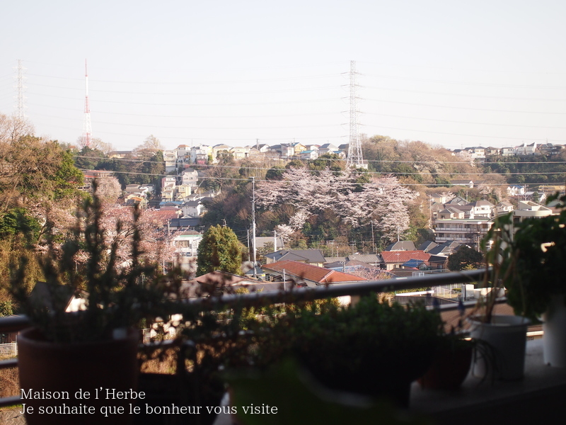 f0301515_1755256.jpg