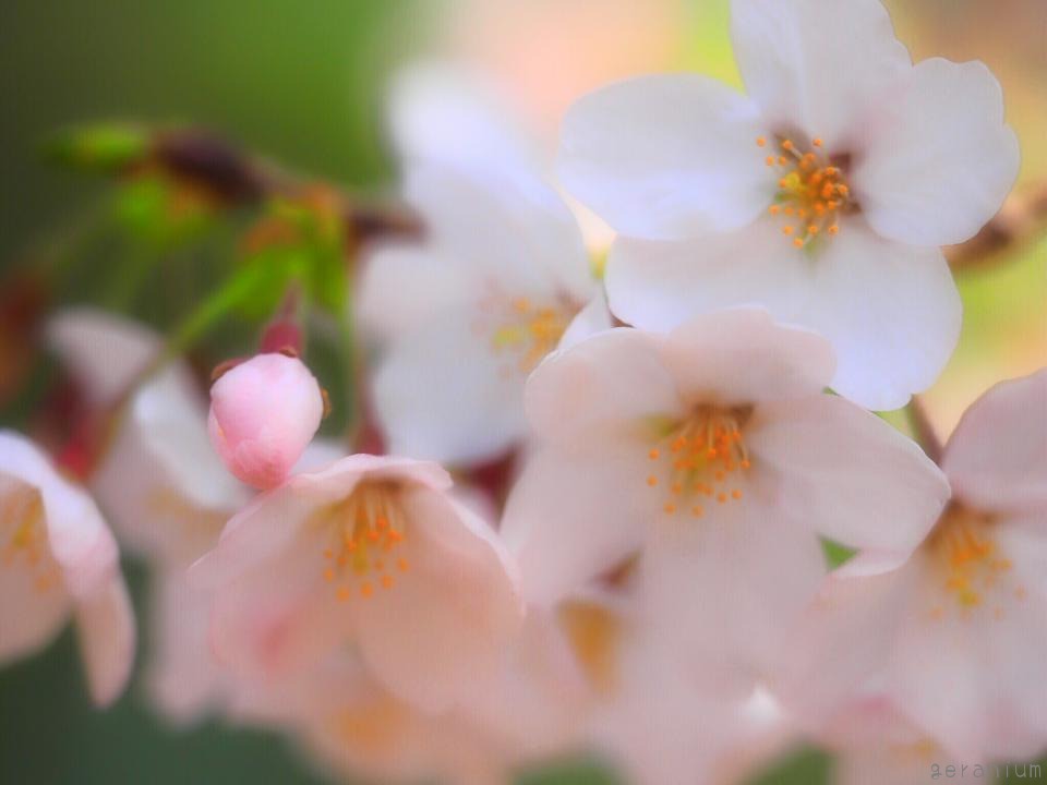 c0133533_2120375.jpg
