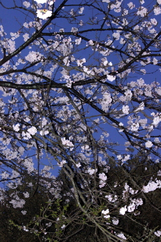 a0248459_19082431.jpg