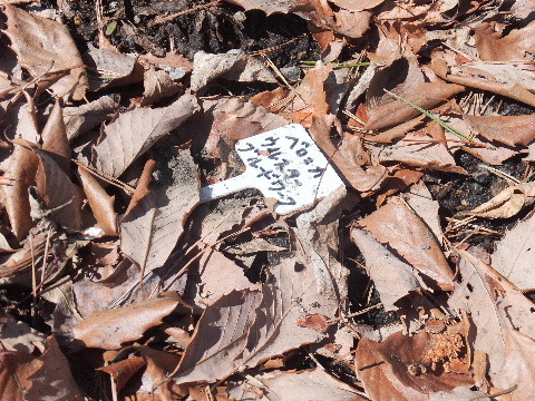 e0088260_10311862.jpg