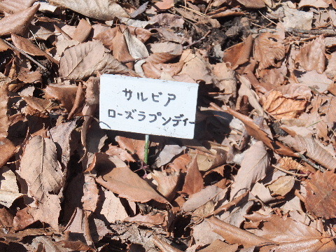 e0088260_10313285.jpg