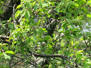 e0130185_1801176.jpg